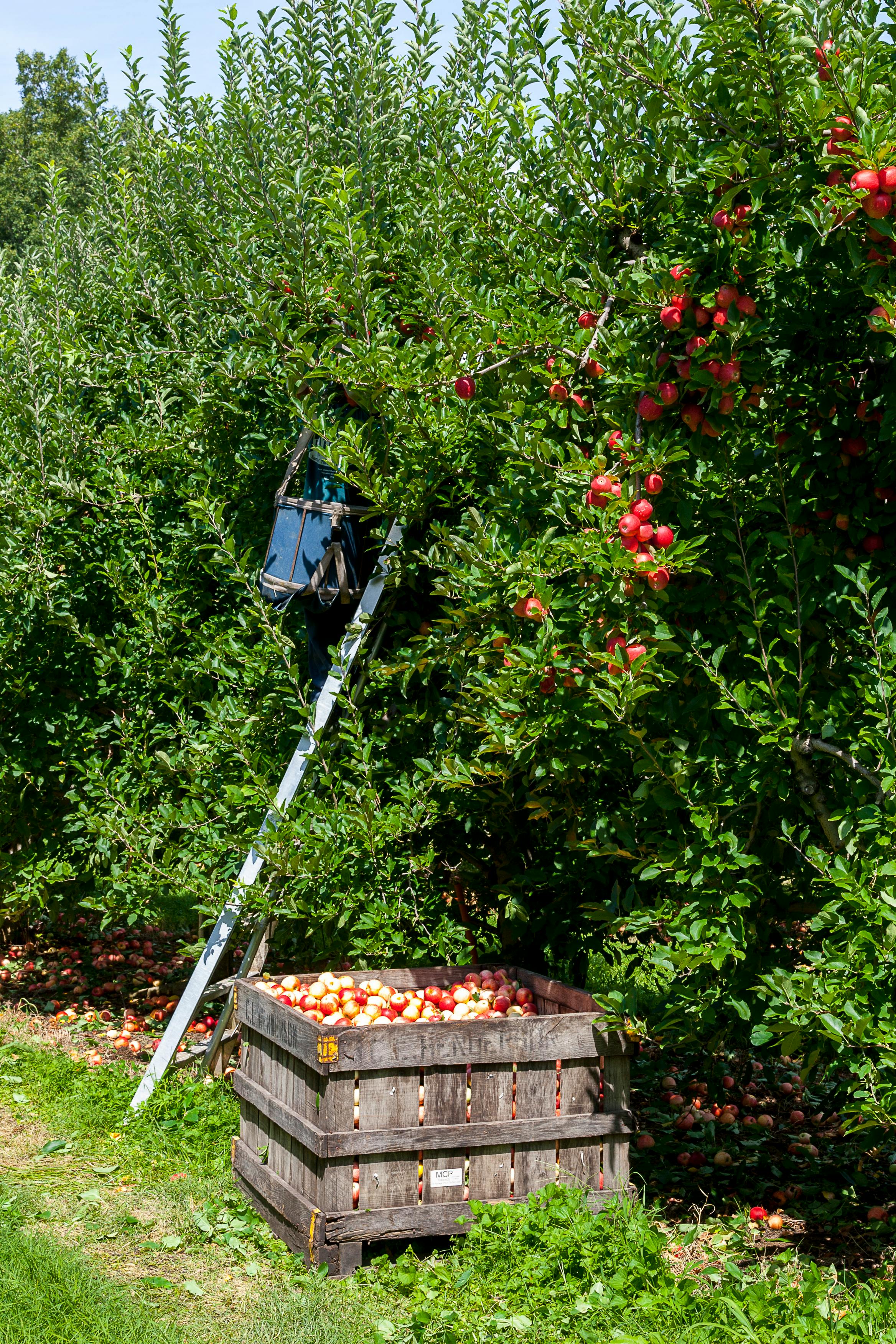 Community Apple Orchard
